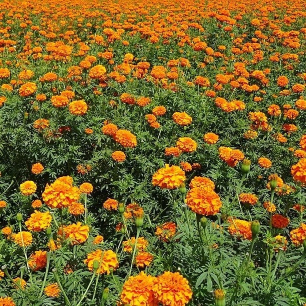 ~ Marigold ~